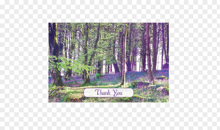 Snowdrops In The Shade Common Bluebell Wallet Union Wood Printing PNG