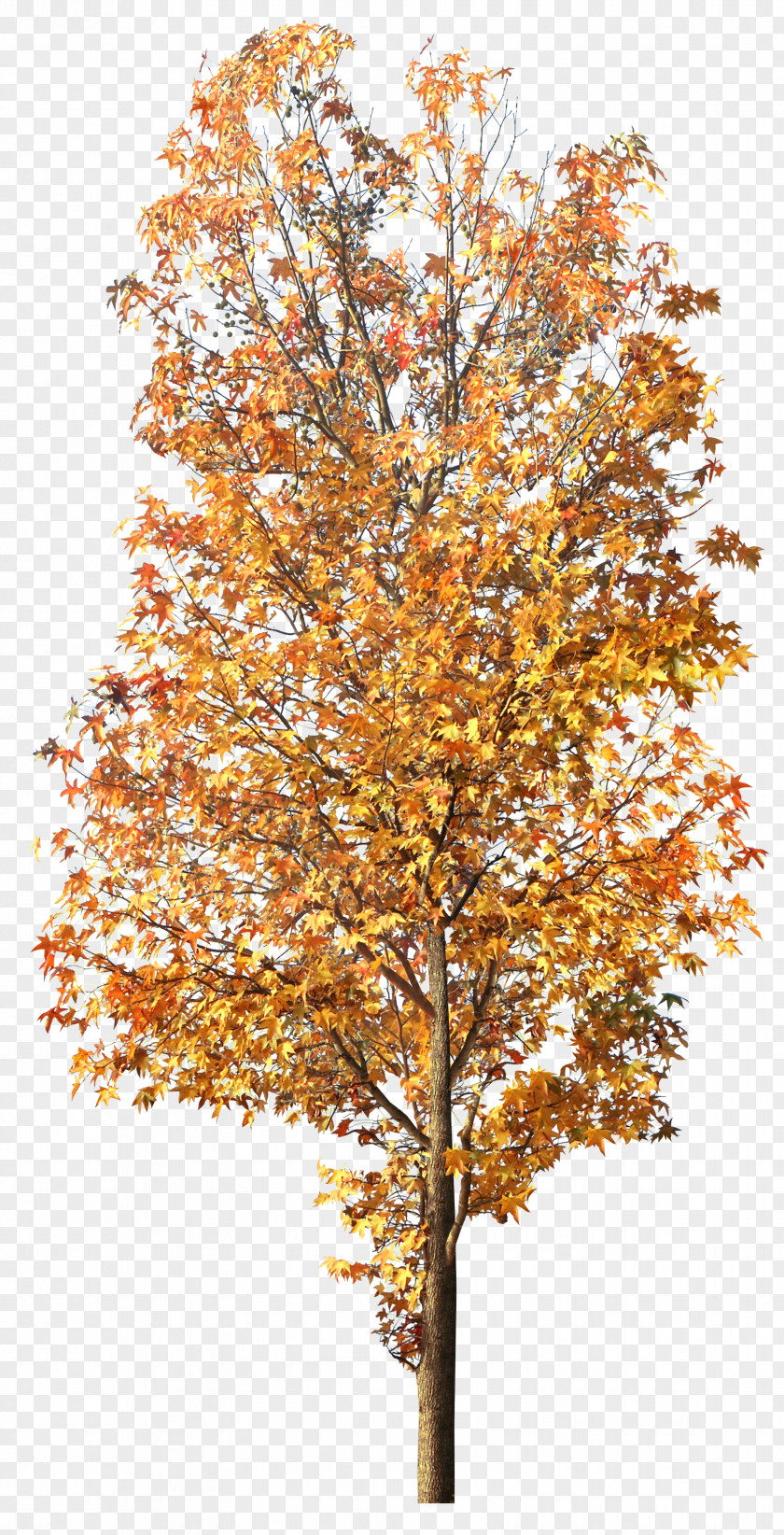 Tree Clip Art Autumn Leaf Color Image PNG