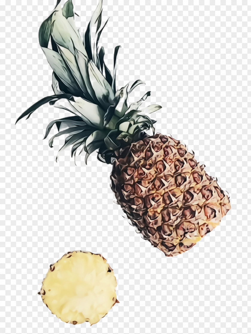 Attalea Speciosa Poales Pineapple PNG