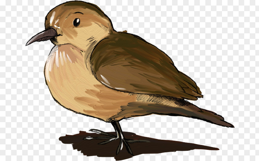 Bird Beak Rufous Hornero Cygnini PNG