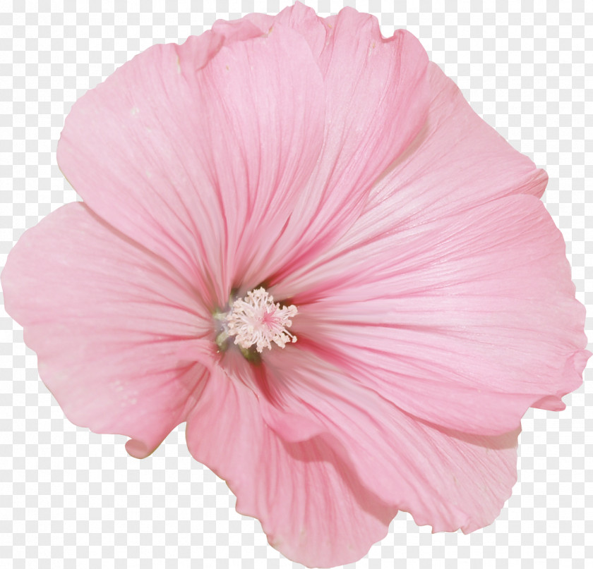 Flower Rosemallows Cut Flowers Petal PNG