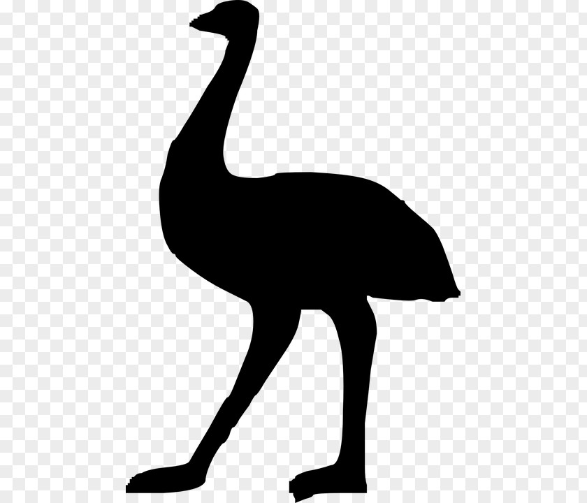 Silhouette Common Ostrich Emu Clip Art PNG