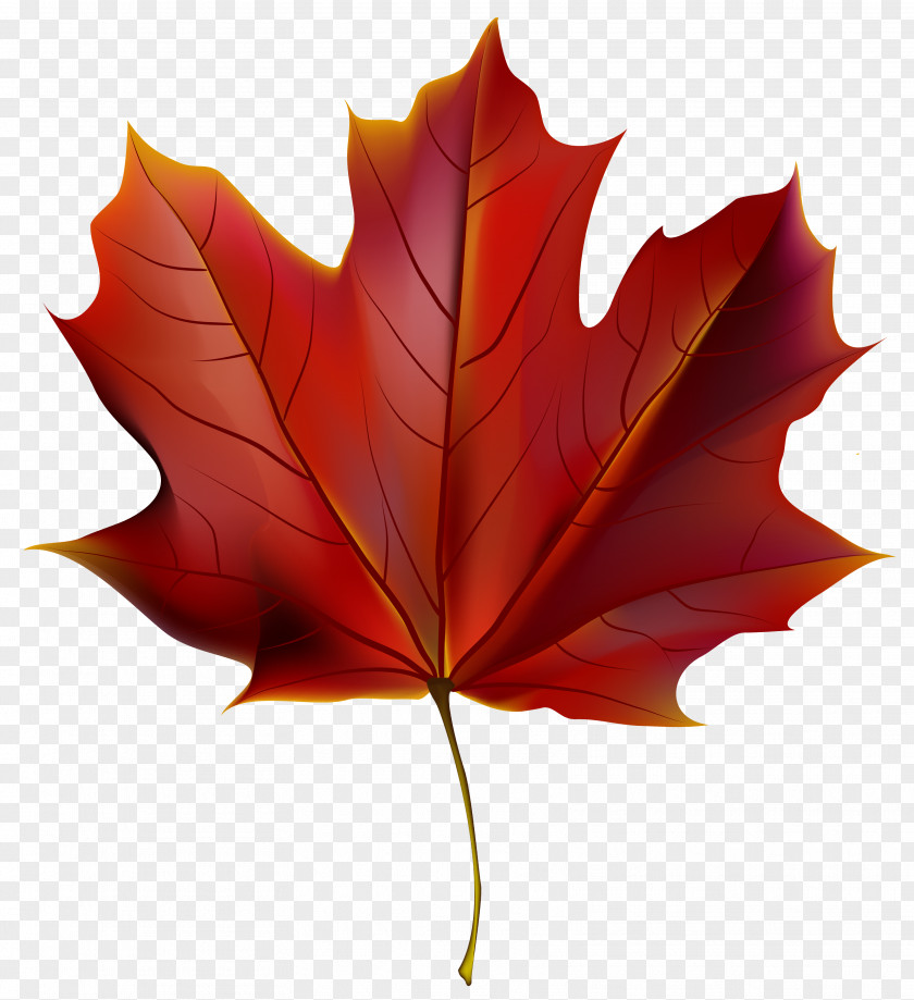 Beautiful Autumn Cliparts Leaf Color Red Clip Art PNG