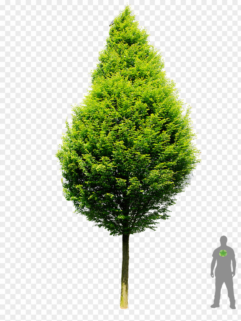 Bet Carpinus Betulus Broad-leaved Tree Photinia Woody Plant PNG