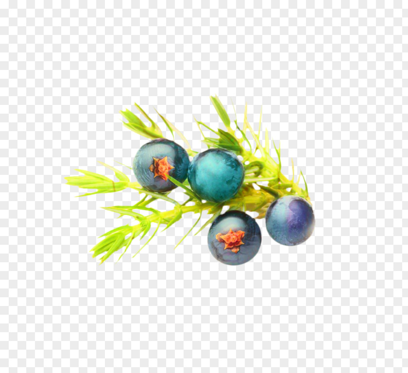 Branch Plant Olive Oil PNG