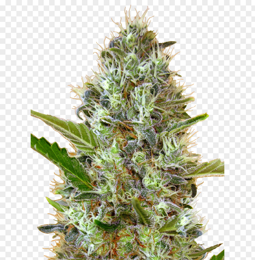Car Autoflowering Cannabis Skunk Cultivation Marijuana PNG