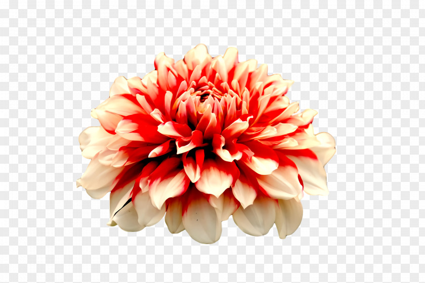Dahlia Floristry Cut Flowers Chrysanthemum Petal PNG