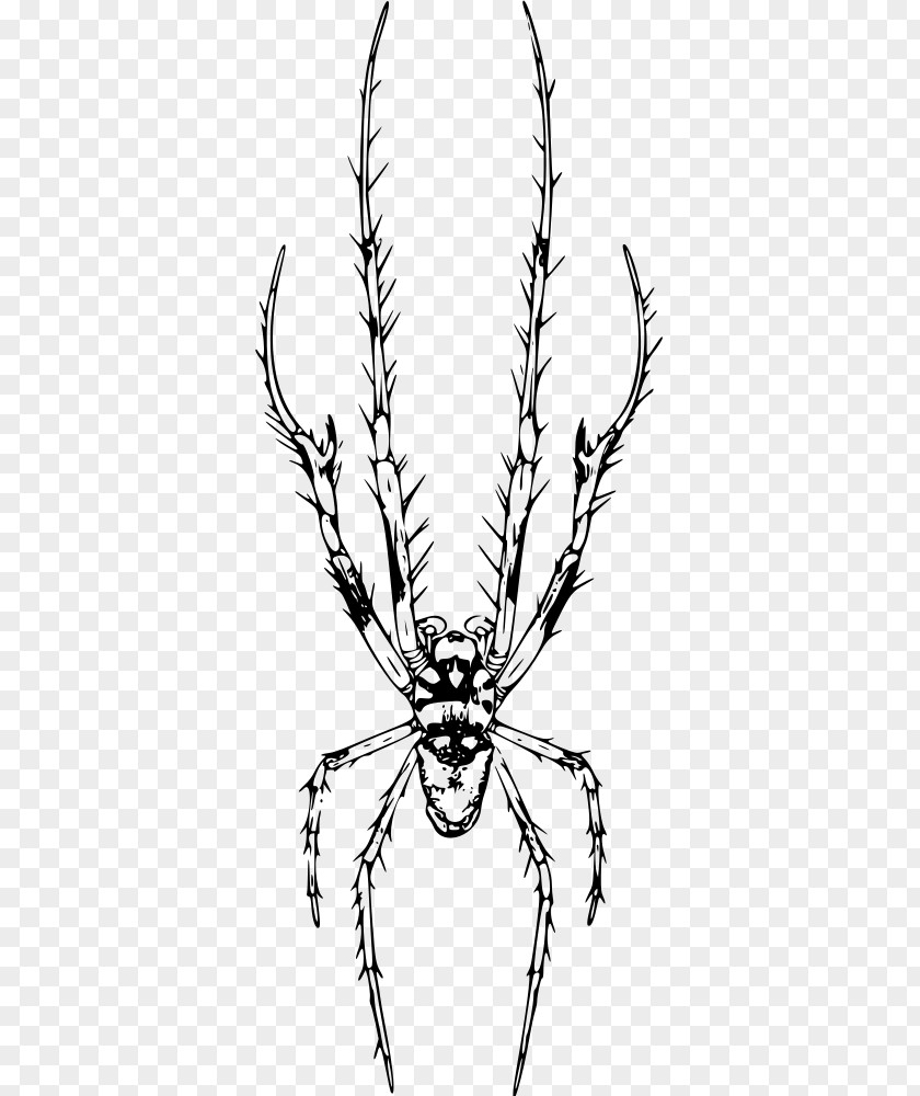 Head Line Art Branch Insect PNG