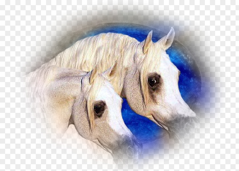 Mustang Arabian Horse Mane Horses Pony PNG