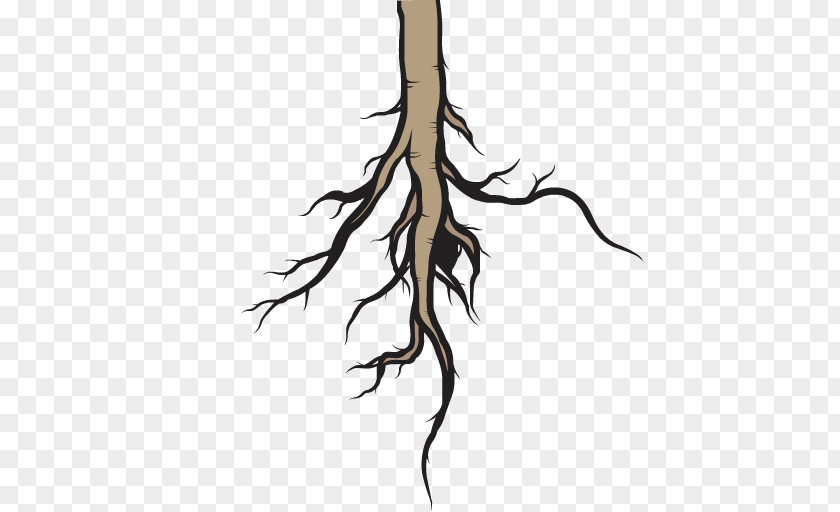 Plant Stem Trunk Tree Drawing PNG