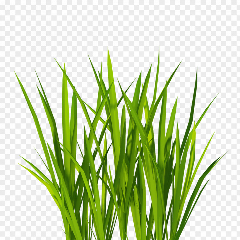 Real Grass Texture Mapping Lawn Clip Art PNG