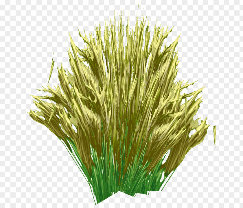 Schnurrbart Sweet Grass Vetiver Commodity Wheatgrass Chrysopogon PNG