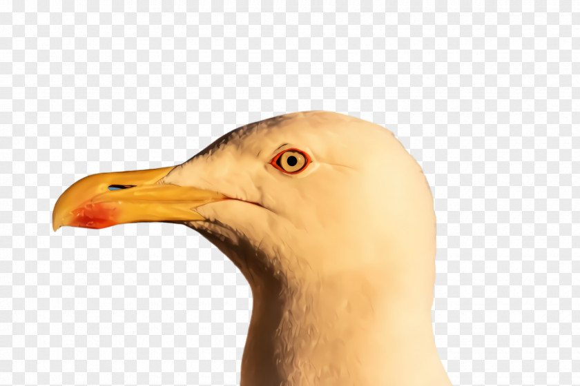 Seabird Neck Bird Beak Close-up Gull PNG