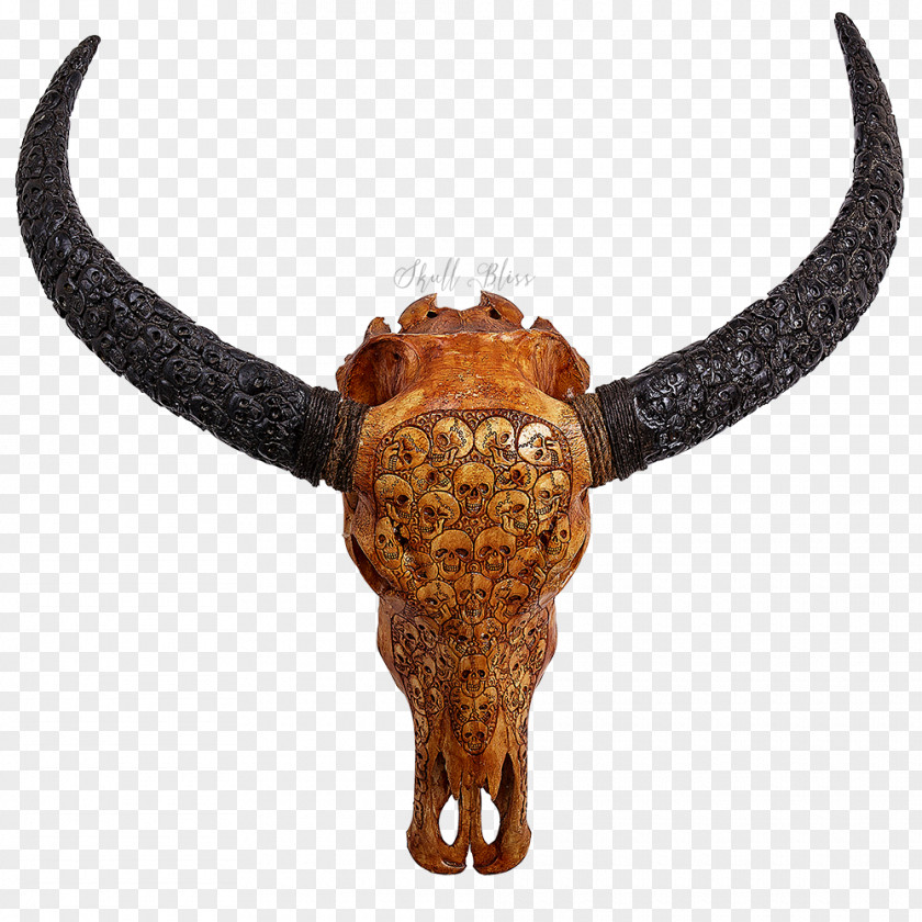 Skull Cattle Horn Water Buffalo Skeleton PNG