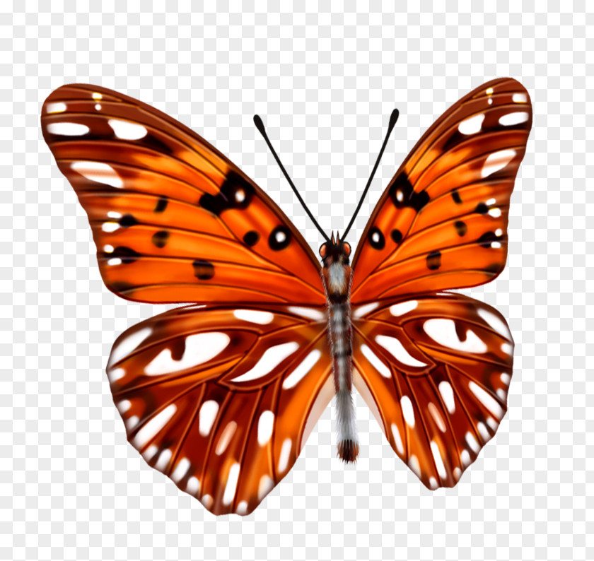 Butterfly Insect Stock Photography Illustration PNG