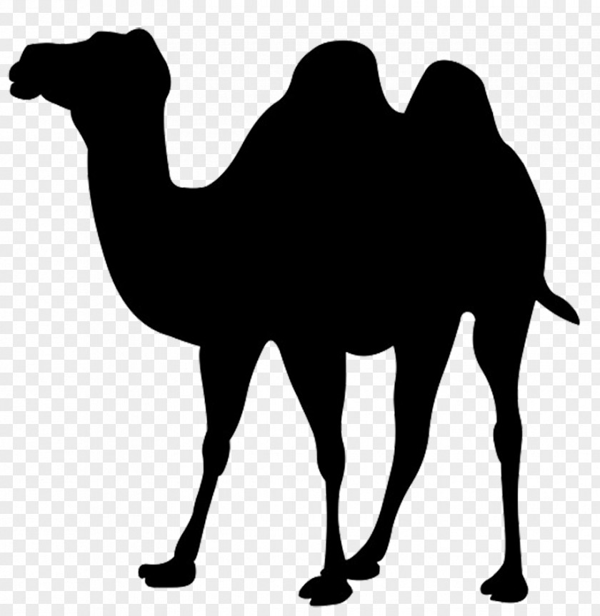 Camel Dromedary Bactrian Icon PNG