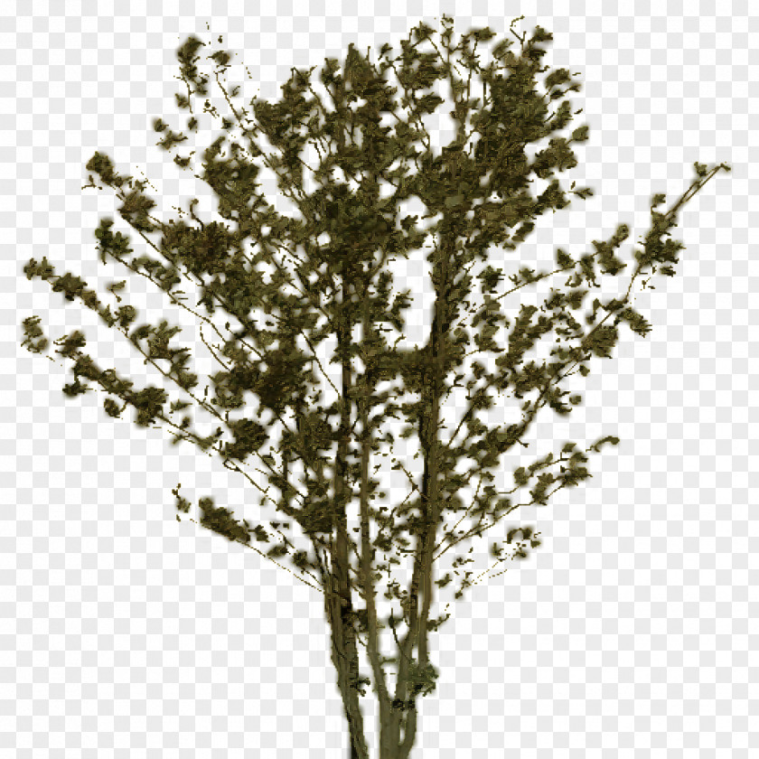 Dark Souls Emoji Discord Twig Plant Stem Shrub PNG