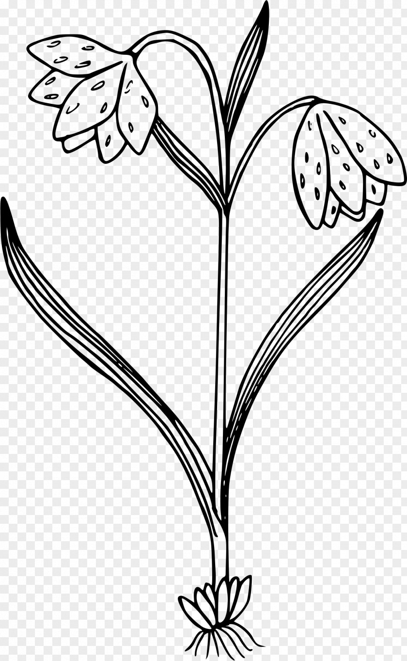 Flower Black And White Wildflower Clip Art PNG