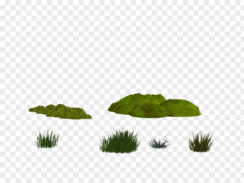 Nature Moss YouTube PNG