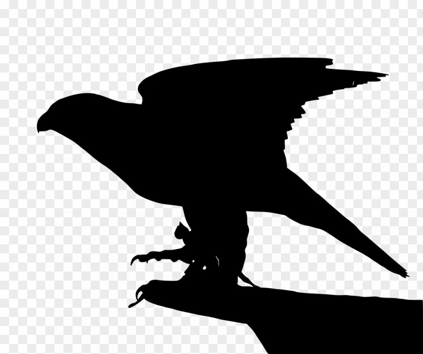 Perching Bird Wildlife Beak Wing Silhouette Black-and-white PNG