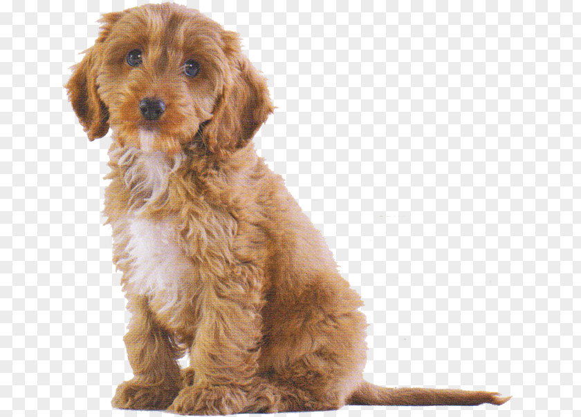 Puppy Cockapoo Cavalier King Charles Spaniel Dog Breed Pet PNG