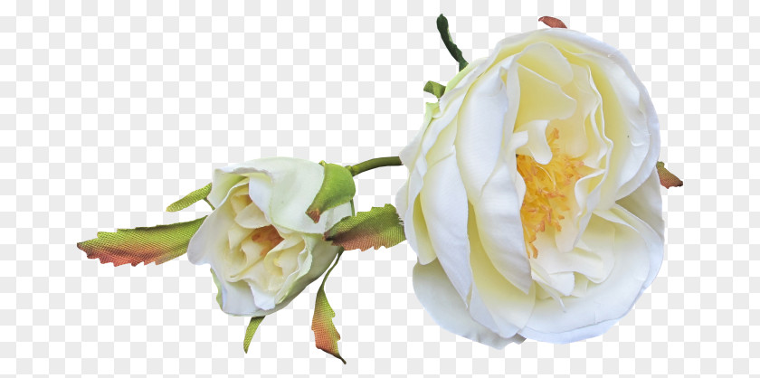 Rose Garden Roses Bud Petal Cut Flowers PNG