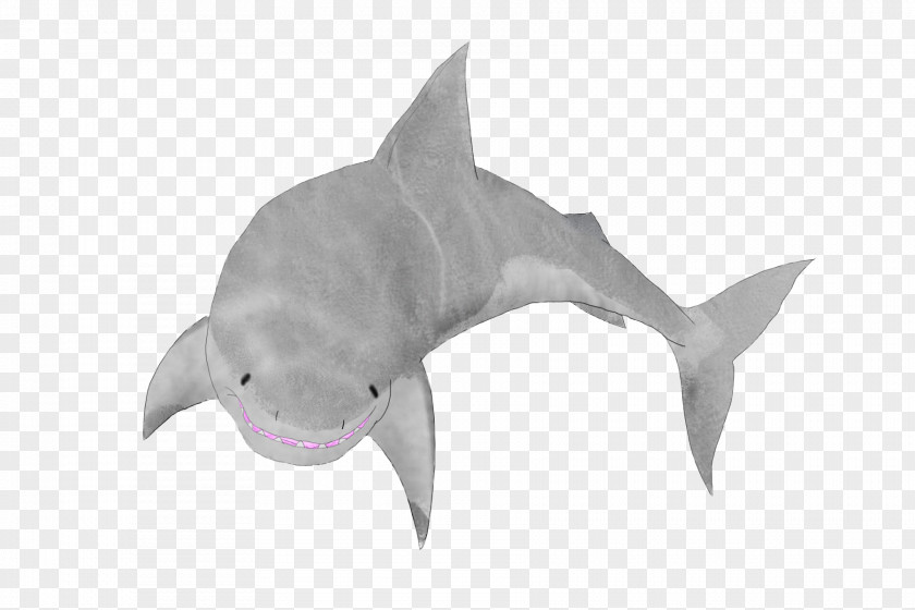 Shark Fauna Marine Biology Dolphin PNG