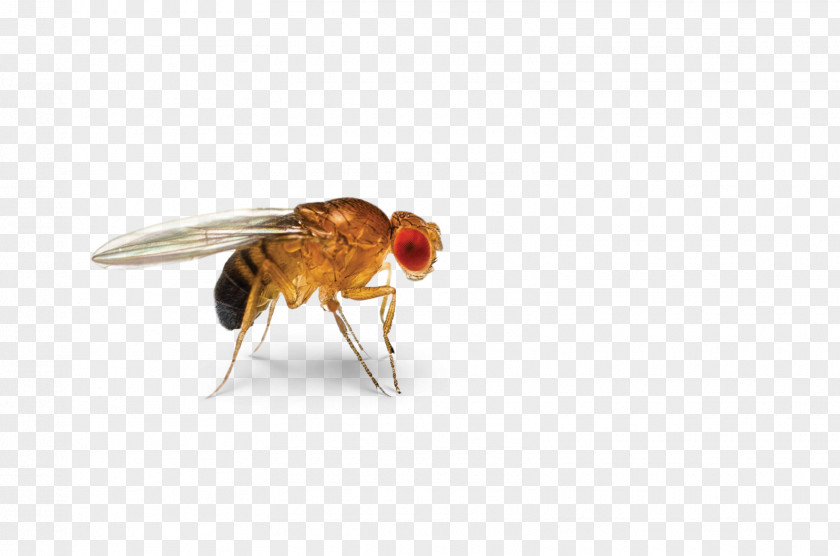 Speak Insect Cockroach Common Fruit Fly Flies Pest PNG