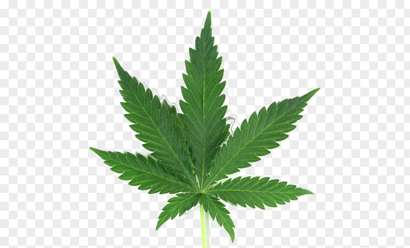 Cannabis Medical Joint Leaf PNG