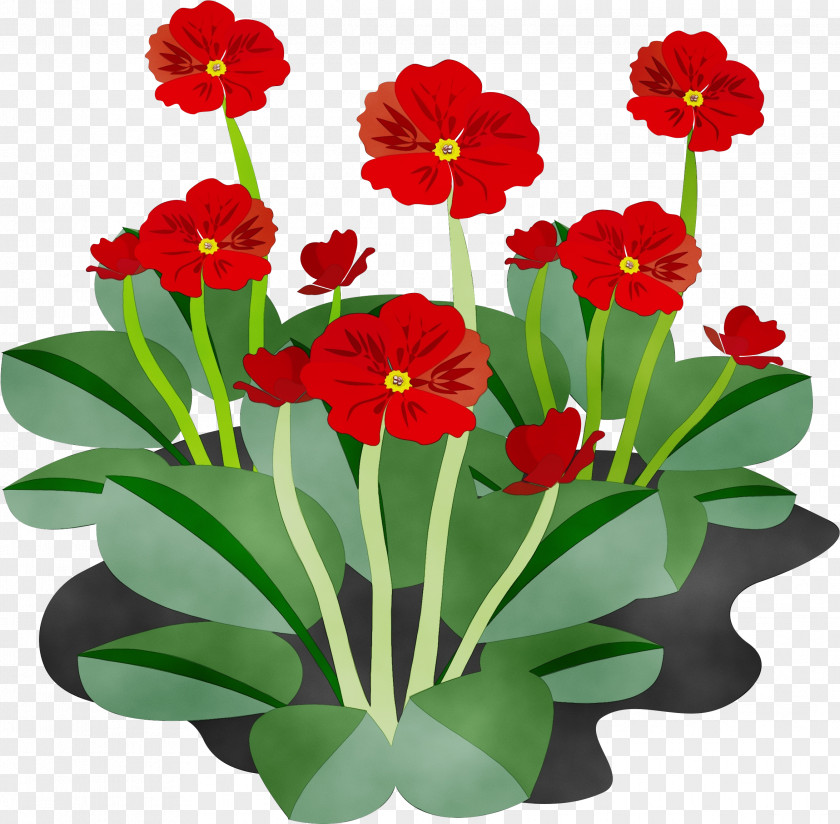 Herbaceous Plant Houseplant Flower Flowering Petal Clip Art PNG