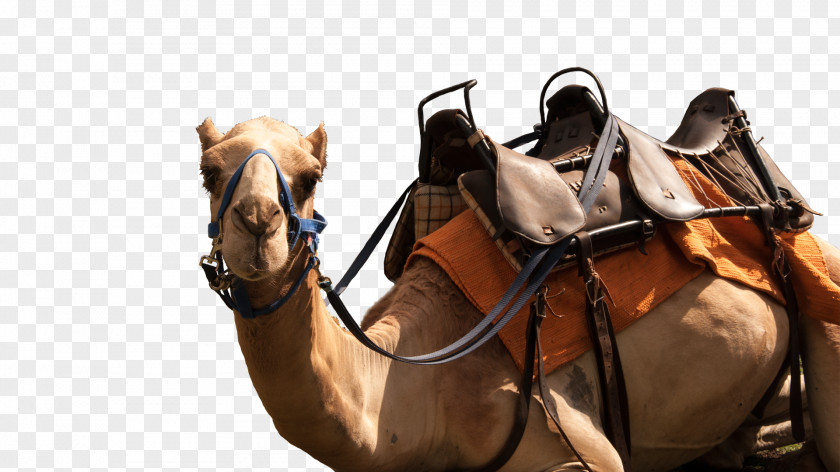 Luxuriance Dromedary Casela World Of Adventures Saddle Horse Pack Animal PNG