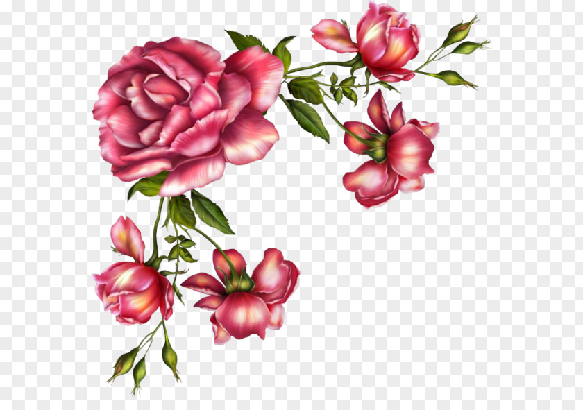 Prickly Rose Peony Watercolor Pink Flowers PNG