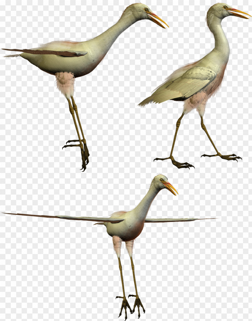 Bird White Stork Crane PhotoScape Clip Art PNG