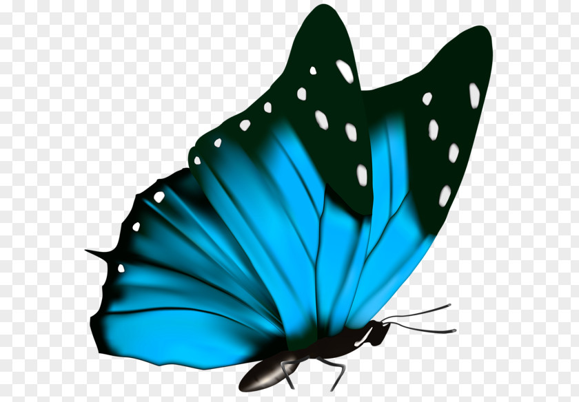 Blue Butterfly Green Greta Oto Clip Art PNG