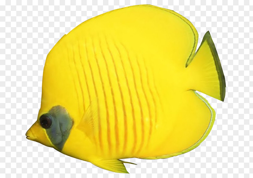 Cute Angelfish Cliparts Goldfish Butterflyfish Clip Art PNG