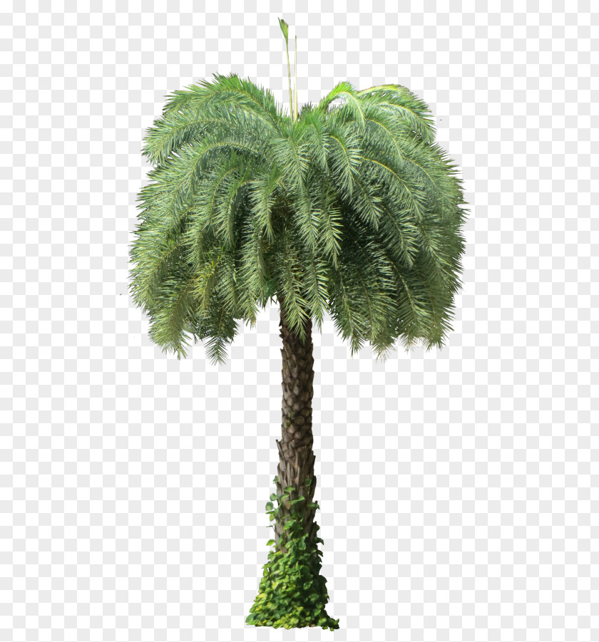 Date Palm Asian Palmyra Phoenix Sylvestris Arecaceae Oil Palms PNG