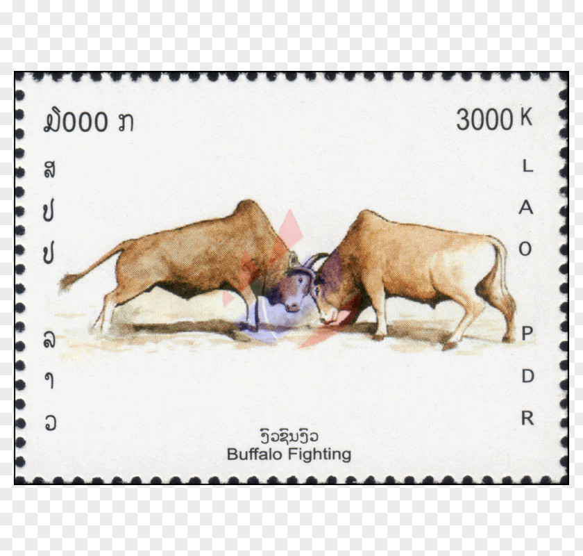 Dog Cattle Snout Mammal Wildlife PNG