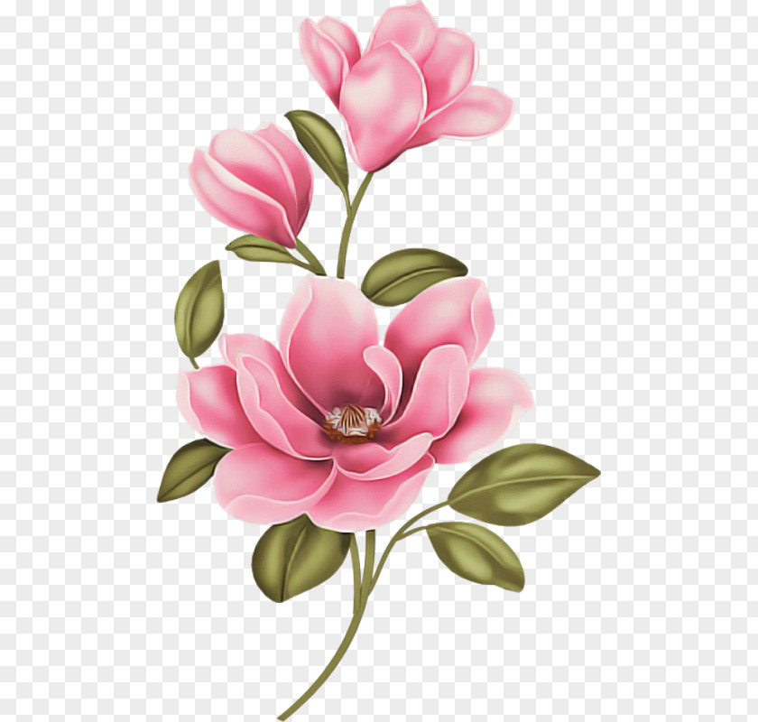 Flower Petal Pink Plant Cut Flowers PNG