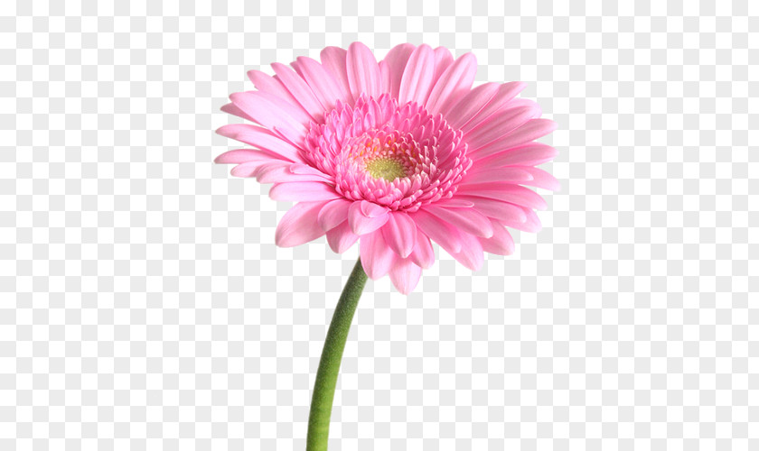 Flower Transvaal Daisy Bouquet Pink Garden Roses PNG