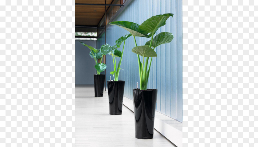 Flowerpot Cachepot Houseplant Alocasia PNG