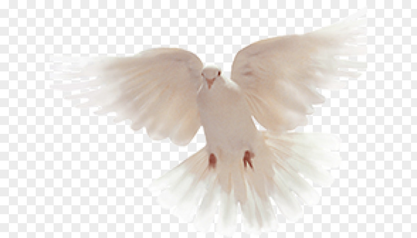 Forgiveness Ornament Pigeons And Doves Flickr Photograph User Feather PNG