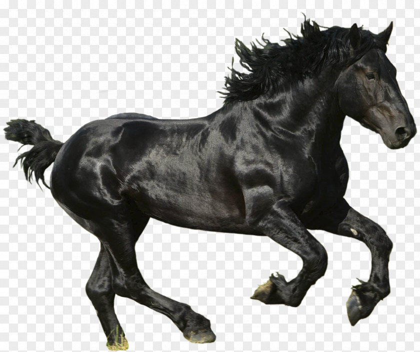 Horse Mustang American Paint Clip Art PNG