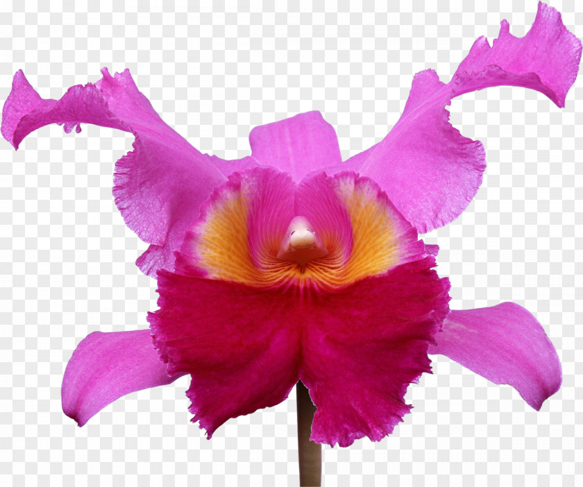 Jerrycan Orchids Photography Flower PNG