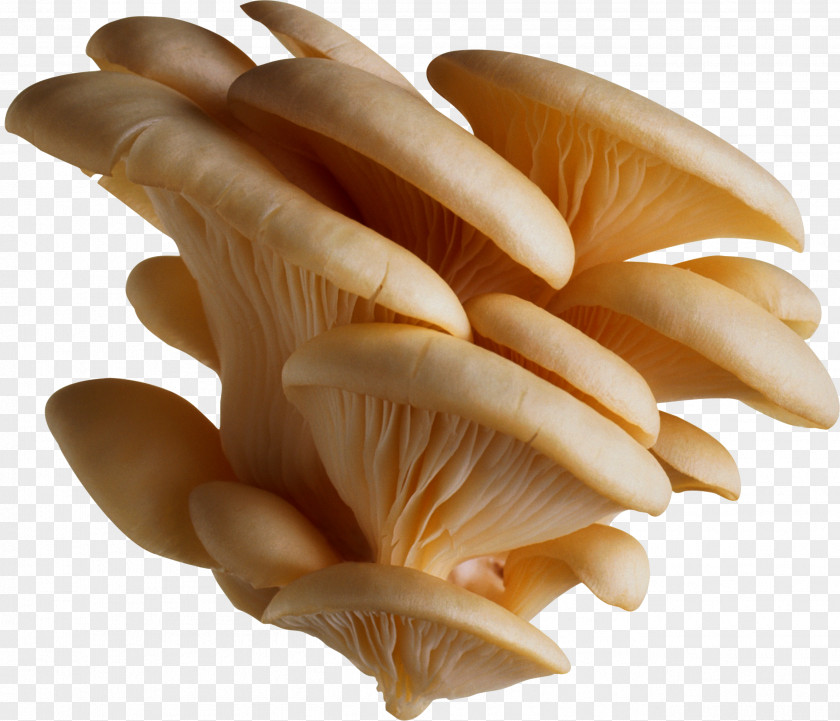 Mushroom Oyster Pleurotus Eryngii Edible PNG