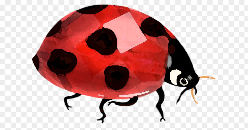 Beetle Lady Bird Clip Art PNG