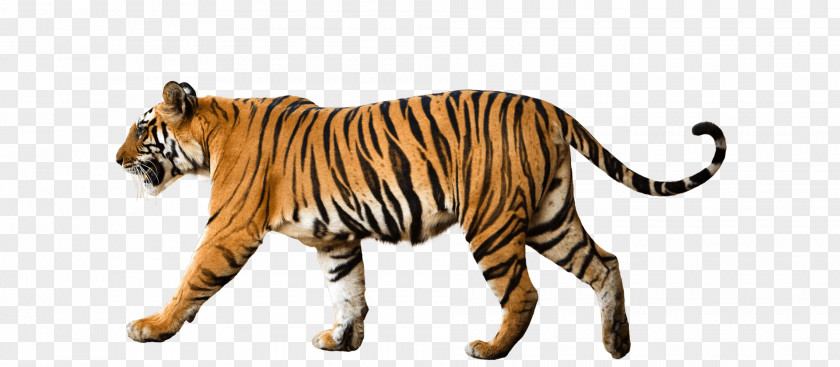 Bengal Tiger World Wide Fund For Nature Siberian Sumatran WWF-India PNG