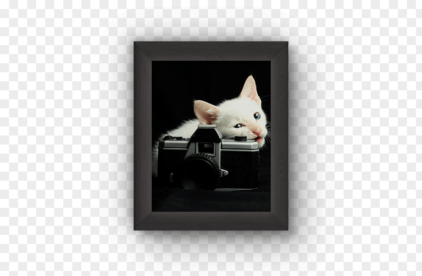 Cat Picture Frames Rectangle PNG