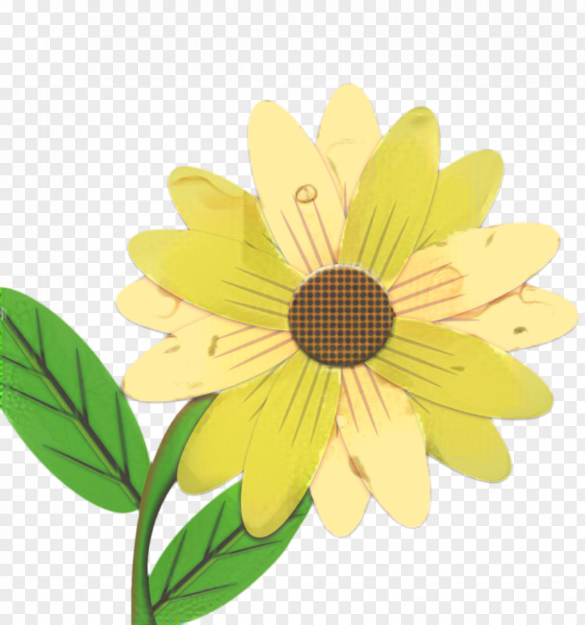 Chamomile Mayweed African Family PNG