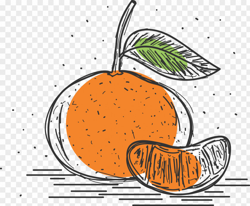 Hand Drawn Simple Grapefruit Mandarin Orange Pomelo Clementine PNG