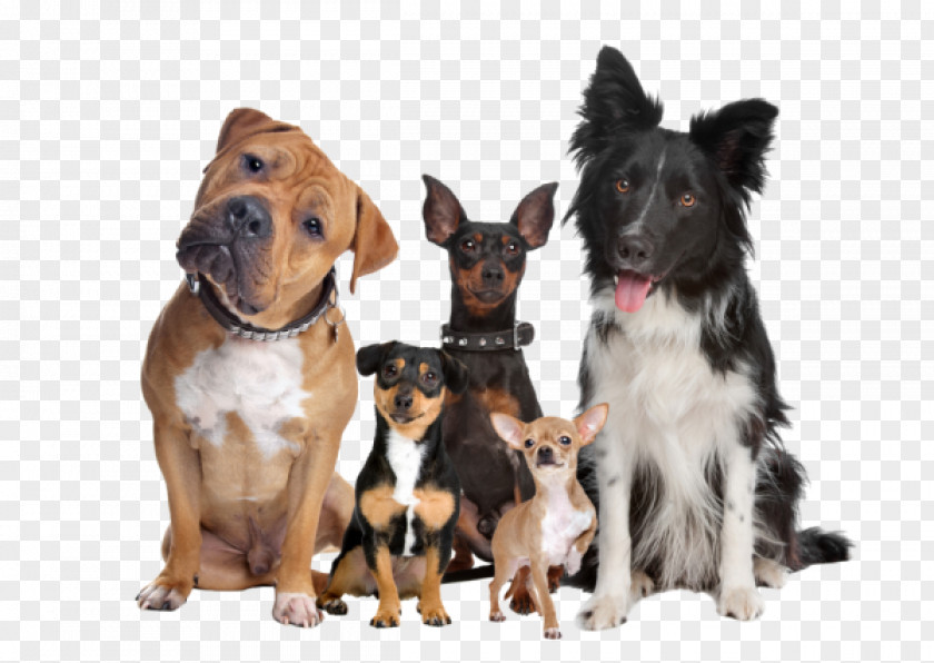 Hunde Bulldog United States Stock Photography Royalty-free PNG